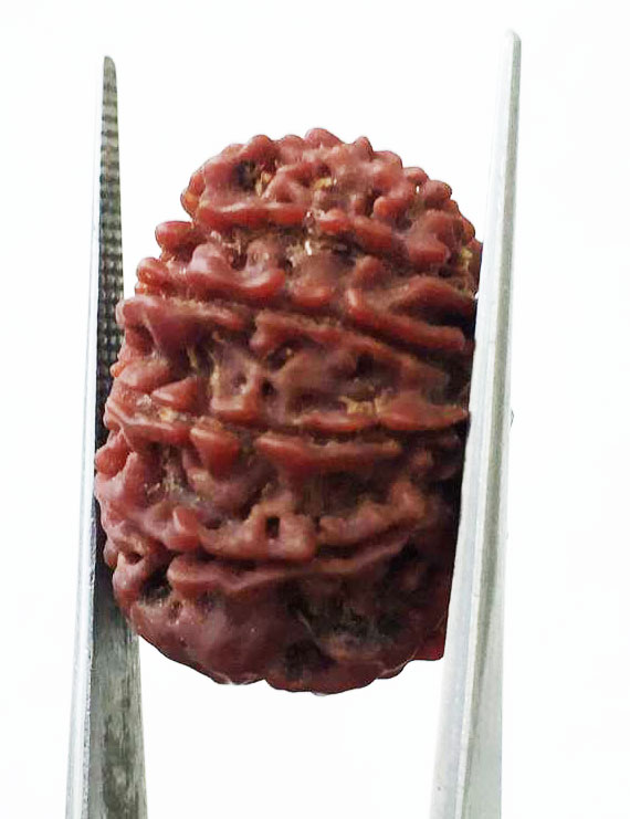 14 Mukhi Nepali Rudraksha